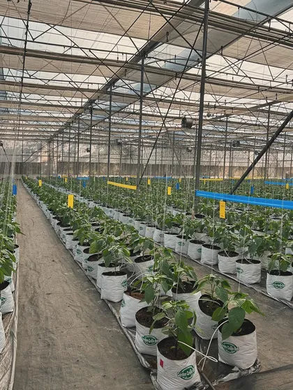 Rows of young capsicum plants are neatly arranged in our greenhouse. These images show the beginning of a new crop cycle, with each plant poised for healthy growth.