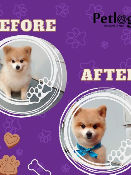A cute before and after of a Pomeranian, showing off a neat trim and a happy, clean face.
