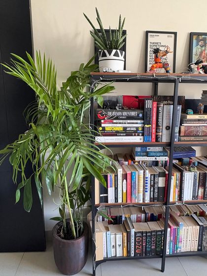 For the plant and comic lover, this setup is a dream. A large palm and a smaller snake plant bring life to this bookshelf, proving that greenery can fit into any hobby or interest.