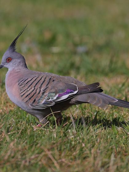 Waders, Ducks & Waterbirds photo 38