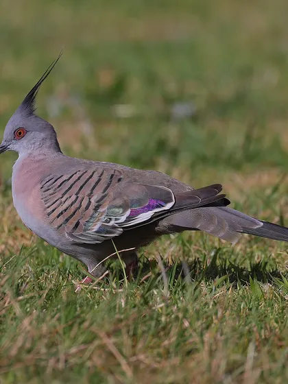 The Crested Pigeon is one of the most unique-looking pigeons, endemic to Australia. Its slender crest and the metallic, iridescent patches on its wings are simply beautiful.