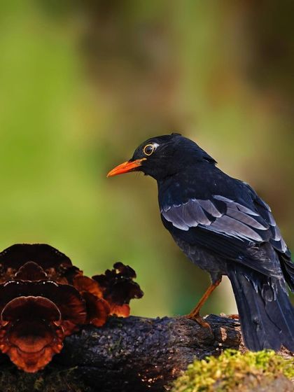 A Gray-winged Blackbird is perched on a log with dark red fungi. The composition is similar to other shots, showing a common and photogenic spot for forest birds.