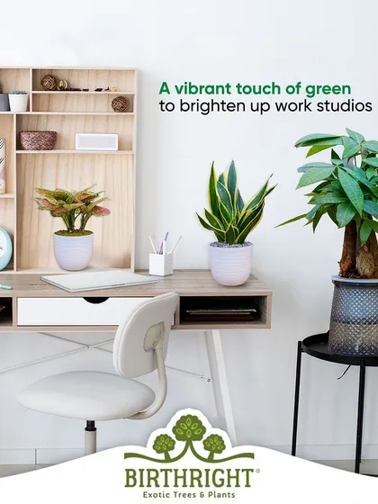 Adding a vibrant touch of green can brighten up any work studio. We help you select the right plants to create an environment that inspires creativity and boosts well-being.