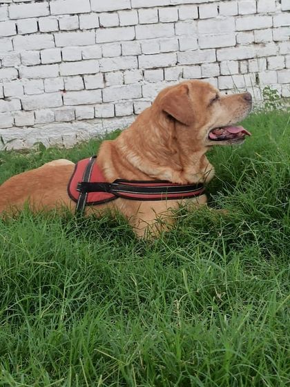 This happy Labrador is taking a moment to relax in the lush grass after a fun play session. We have plenty of shady and quiet spots for pups to recharge.