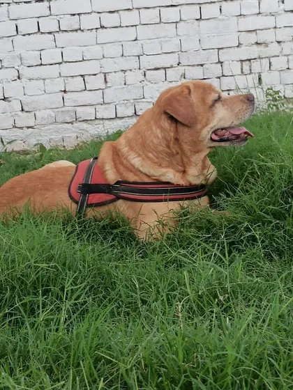Lui the Labrador enjoying the sun. Our park provides a mix of sunny and shaded areas for the comfort of all our furry guests.