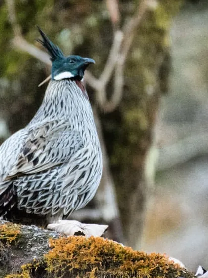 A Koklass Pheasant perched on a mossy rock in Chopta. Getting a clear, eye-level shot of this shy bird is a rewarding experience for any bird photographer.