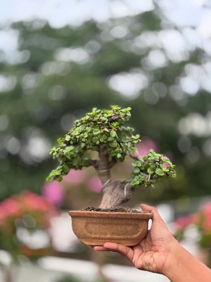Holding this small Jade bonsai gives a sense of connection to the years of growth held within it. The blurred background of flowers adds a touch of softness and color.