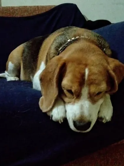So sleepy. This Beagle has found a dark, quiet corner to doze off.