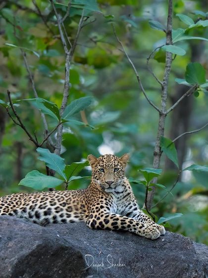A moment of pure elegance in Pench National Park. This leopard, reclining on a rock in the morning light, is the epitome of grace. It’s a quiet, beautiful ballet of nature.