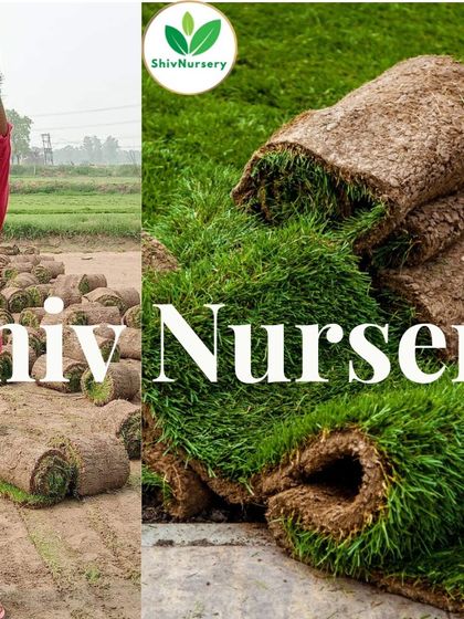 I supply Doob Grass, a traditional and hardy Indian variety. It's excellent for parks and sports grounds due to its resilience.