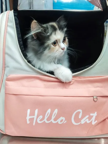 This calico Persian kitten looks calm and observant inside the carrier. I choose travel bags that are not just stylish but also provide a sense of security for the animal, which is my top priority.