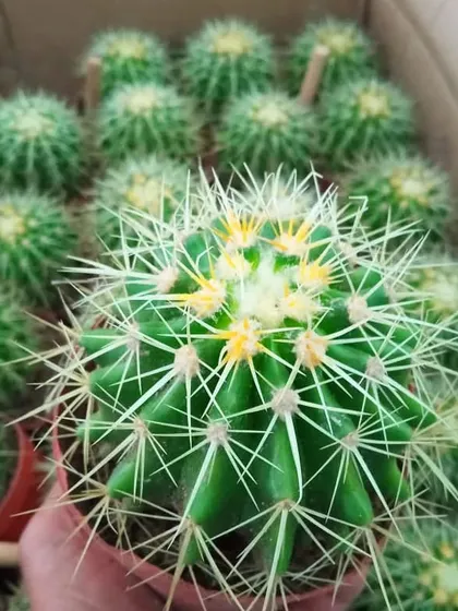 A Golden Barrel cactus, a popular choice for succulent arrangements and low-water gardens.