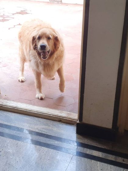 The Urban Dawg - In-Home Dog Boarding Home Comforts: No Cages, Just Cuddles photo 14