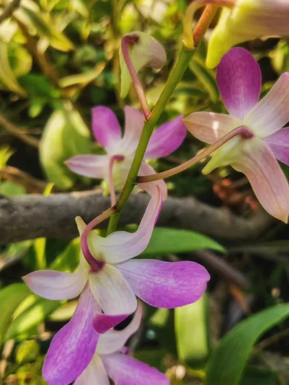Another view of the orchid spray, showing how the flowers hang gracefully from the stem.