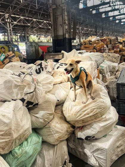 Making the most of our wait at the station. Pantu is always up for an adventure, even if it's just climbing a mountain of parcels.