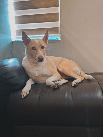 This is Zorra, a beautiful Indie, chilling on the sofa like she owns the place. This is exactly what we want, for every dog to feel completely at home.
