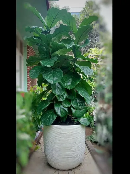 The Fiddle-leaf Fig is one of our most requested statement plants. Potted in a modern, textured white planter, its large, glossy leaves bring a touch of sophisticated nature indoors, perfect for a bright corner in a home or office lobby.