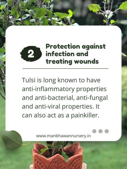 Tulsi is well known for its anti-inflammatory, anti-bacterial, and anti-viral properties. It can help protect against infection and even act as a natural painkiller.