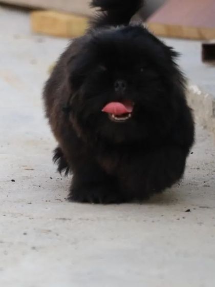 My black Shih Tzu puppy on the move, showing his happy and energetic spirit. These puppies are raised to be both beautiful and robust.