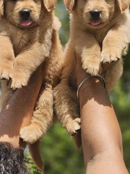 Our arms are full with these two healthy Golden Retriever pups. They are raised with love and are ready to bring joy to their new families.