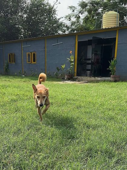 Another shot of Moby the indie exploring the grounds. The combination of open grass and natural surroundings provides crucial mental stimulation for dogs during their stay.