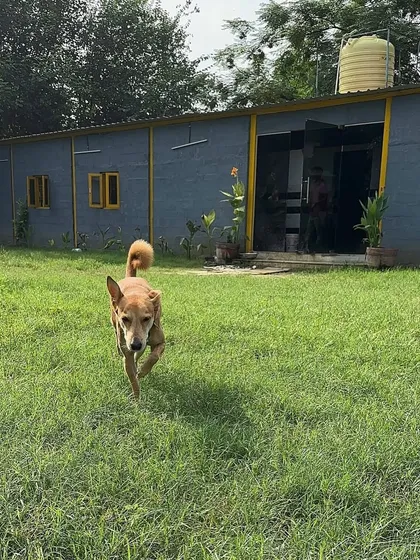 Another shot of Moby the indie exploring the grounds. The combination of open grass and natural surroundings provides crucial mental stimulation for dogs during their stay.