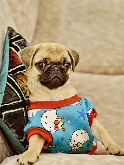 Just look at this baby pug, sitting like a little boss. I love capturing these funny, human-like poses that show off a puppy's budding personality. He’s wearing his favorite pajamas and ready for his portrait.
