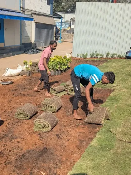 The first few rolls of grass are laid, instantly bringing life and color to the prepared ground.