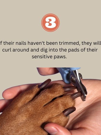 If left untrimmed, a dog's nails can curl around and dig into the sensitive pads of their paws, causing significant pain and potential infections.