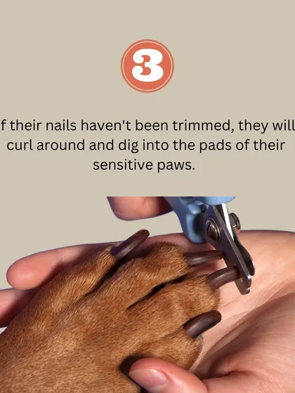If left untrimmed, a dog's nails can curl around and dig into the sensitive pads of their paws, causing significant pain and potential infections.