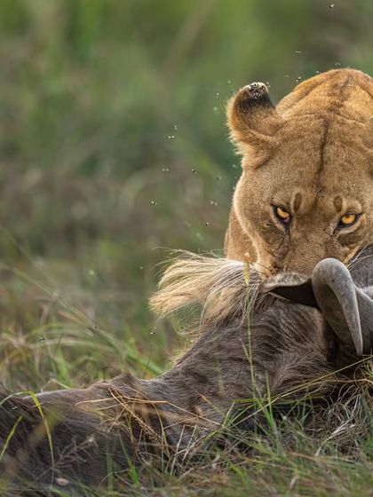 The intensity in this lioness's eyes as she secures her wildebeest kill is captivating. I used a fast shutter speed up to 1/4000s to freeze the action, which is essential for such dynamic scenes. My Sony Alpha 1 handles these high-speed, low-light situations flawlessly.