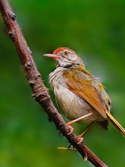 A small Common Tailorbird clings to a diagonal branch. The simple composition against a clean green background emphasizes the bird's delicate form and posture.