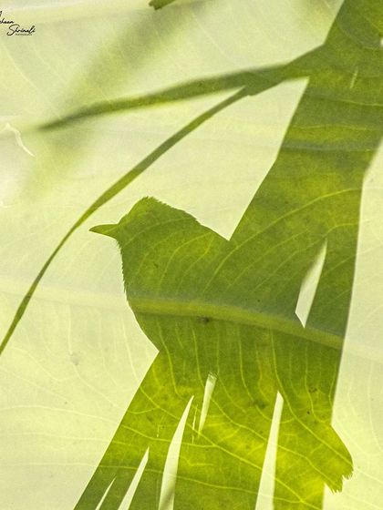 A simple but effective in-camera double exposure. I combined a silhouette of a Red Vented Bulbul with a backlit image of a leaf, using the leaf's veins and structure to create a unique, textured frame for the bird.