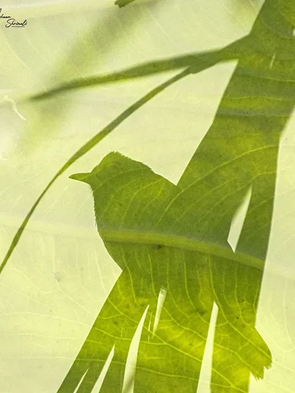 A simple yet effective in-camera double exposure. I merged a silhouette of a Red Vented Bulbul with a backlit leaf, using the leaf's veins and structure to create a natural frame and texture around the bird.