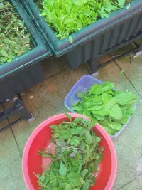 Edible Gardening