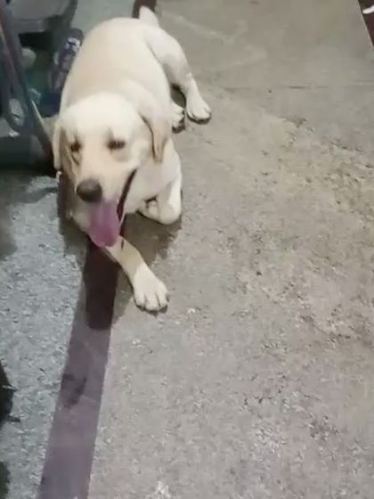 K9 Gurukul - Dog Adoption & Rescue Services Lost & Found: Bringing Them Home photo 4