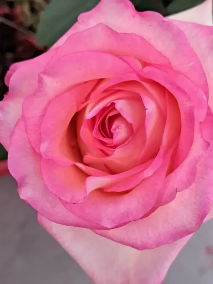 Bhardwaj - Urban Gardening Consultation A Riot of Colorful Flowers photo 64