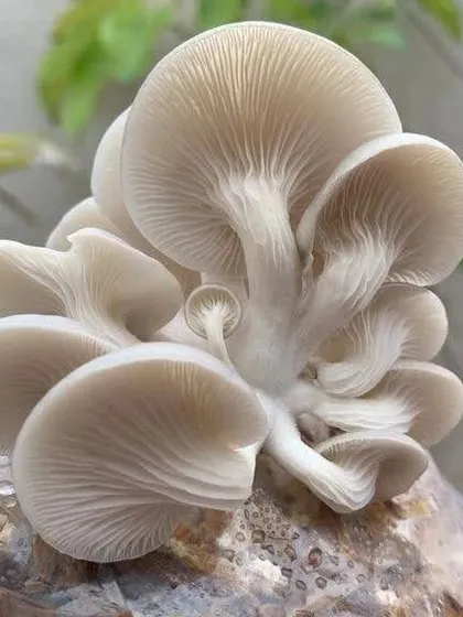 A stunning photo of oyster mushrooms, used to promote our "Grow Your Own Food" summer camp, which includes a session on mushroom cultivation.