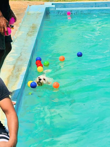 Fluffy Paws Pet Resort - Dog Park & Swimming Pool Splash & Swim: Our Human-Friendly Pool photo 11