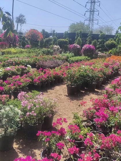 A sea of colorful Bougainvillea at our nursery. We cultivate them in many shades, ready to bring a pop of color to your garden.