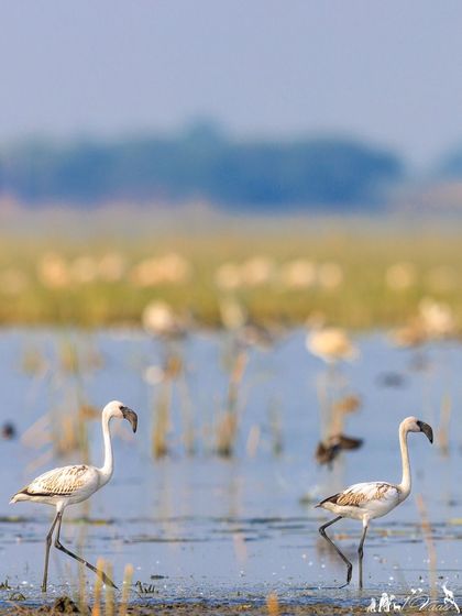 A pair of juvenile flamingos taking a stroll. Young flamingos are greyish-white and only develop their signature pink hue after a few years from their diet of algae and shrimp.