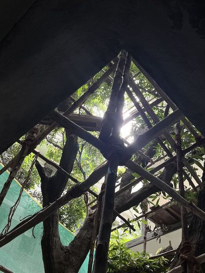 Looking up through the scaffolding at the canopy of the tree that this apartment building is designed around. Even during construction, the presence of the tree defines the space and hints at the final experience.