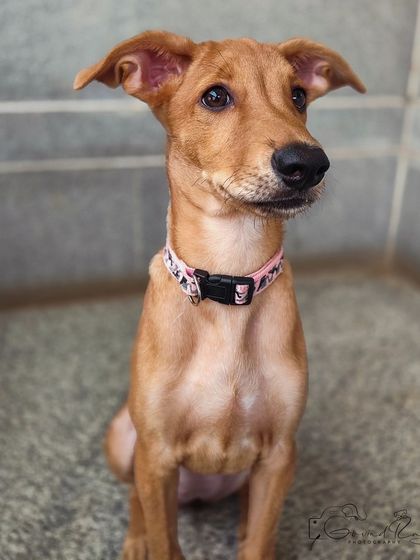 Govind Raj - Pet Photography Celebrating Indies & Rescues photo 6