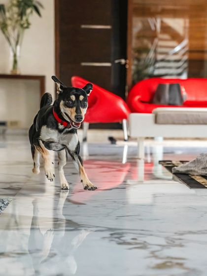 Luna the Indie in mid-trot across a shiny marble floor, her reflection captured beautifully. A dynamic shot that shows the energy of an at-home session.