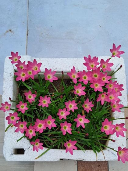 Bhardwaj - Urban Gardening Consultation A Riot of Colorful Flowers photo 236