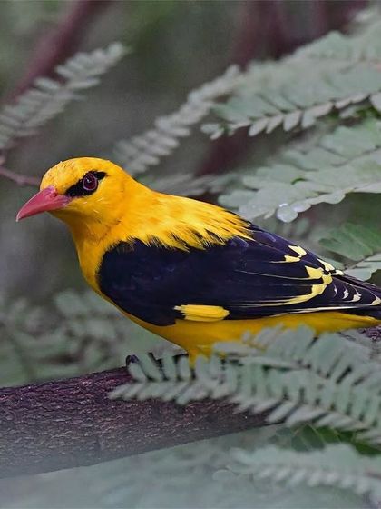 Avian Wonders of India photo 7