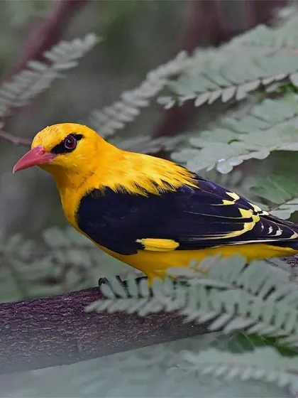 The glorious Golden Oriole, a bird I called 'Mango-bird' in my childhood. This dazzling beauty visits my window in Mumbai, its melodies and bright color a joyful company as I work.