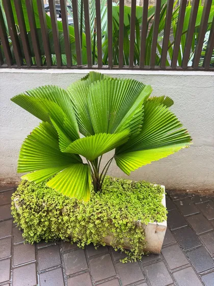 A Licuala palm in a concrete planter, with a cascading ground cover spilling over the sides. The plant's fan-like leaves create a stunning architectural statement.