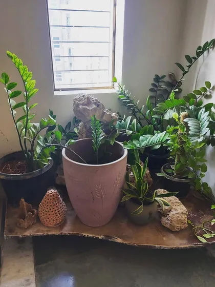 The beginning stages of a corner makeover. Here, I am arranging the base layout with a beautiful piece of driftwood and placing the first set of low-light tolerant ZZ plants before filling in the arrangement.