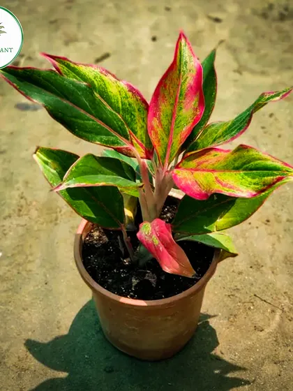This Aglaonema variety showcases a beautiful mix of red, pink, and green on its leaves. It's a colorful and hardy plant that brings a tropical feel indoors and is known for being an effective air-purifying plant.